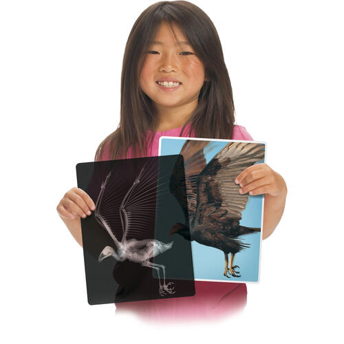 Roylco Animal X-Rays Set (R5910)