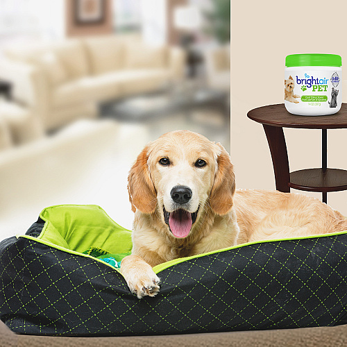 BPG International, Inc Bright Air Pet Odor Eliminator Air Freshener (900258CT)