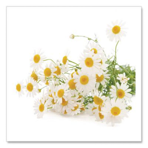 Bigelow Single Flavor Tea, Cozy Chamomile, 28 Bags/Box (00401)