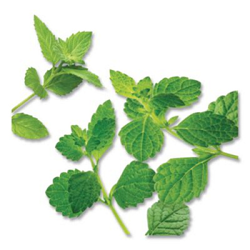 Bigelow Mint Medley Herbal Tea, 28/Box (10393)