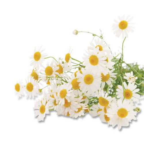Bigelow Cozy Chamomile Herbal Tea Pods, 1.90 oz, 18/Box (10906)
