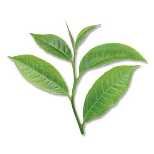 Bigelow Decaffeinated Green Tea, Green Decaf, 0.34 lbs, 28/Box (10347)
