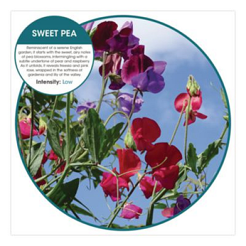 Fresh Products Fusion Metered Aerosols, Sweet Pea, 8.45 oz, 12/Carton (MA12SP)