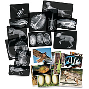 Roylco Animal X-Rays Set (R5910)