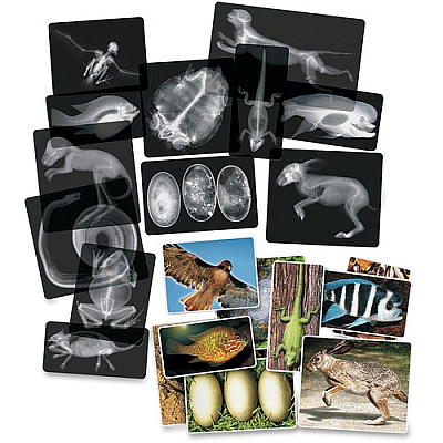 Roylco Animal X-Rays Set (R5910)