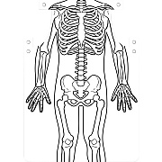 Roylco Skeleton Art Aprons (59801)