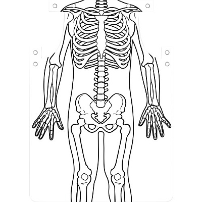 Roylco Skeleton Art Aprons (59801)