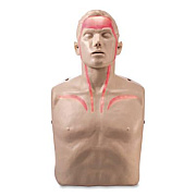 Brayden LED CPR Manikin with Blood Flow Circulation (Red Lights) (IM13R)